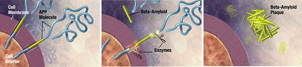 Enzymes act on the APP (Amyloid precursor protein) and cut it into fragments of protein, one of which is called beta-amyloid and its crucial in the formation of senile plaques in Alzheimer