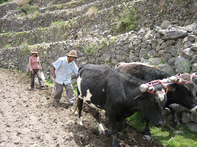 Image:Peruvianterracefarmers.jpg