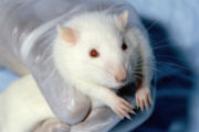 An albino Wistar rat, a strain commonly used for both biomedical and basic research.