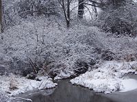 Pond in winter