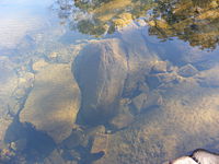 An Australian rock pond. Heathcote National Park