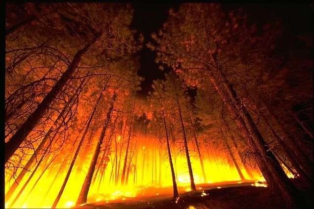 Image:Forestfire2.jpg