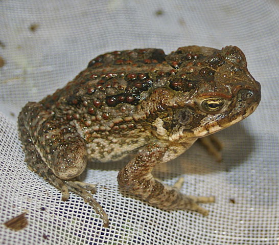 Image:Young Bufo marinus.jpg