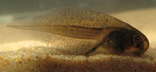 Image:Haswell's Frog - Paracrinia haswelli tadpole.jpg