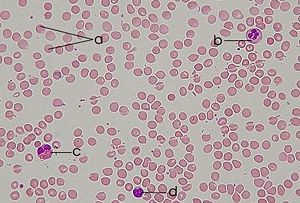 Human blood smear: a - erythrocytes; b - neutrophil;c - eosinophil; d - lymphocyte.