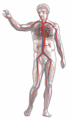Blood circulation:Red = oxygenatedBlue = deoxygenated