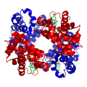 Hemoglobingreen = heme groupsred & blue = protein subunits