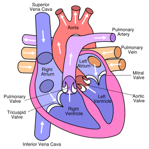 The circulation of blood through the human heart