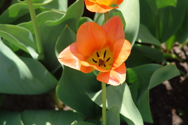 Image:Tulip Festival 2006 - Dow's Lake 16.jpg