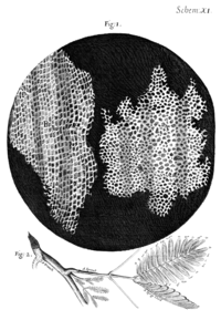 Drawing of the structure of cork as it appeared under the microscope to Robert Hooke from Micrographia which is the origin of the word "cell" being used to describe the smallest unit of a living organism