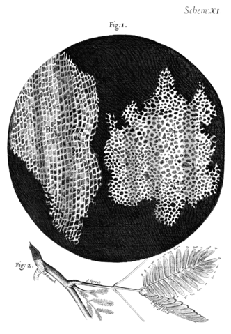 Image:Cork Micrographia Hooke.png