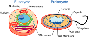 The cells of eukaryotes (left) and prokaryotes (right).