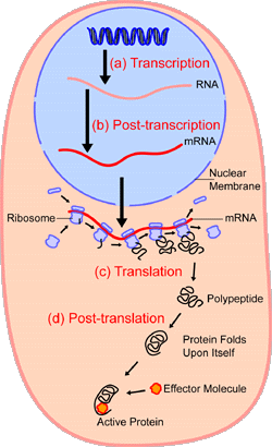 An overview of protein synthesis.Within the nucleus of the cell (light blue), genes (DNA, dark blue) are transcribed into RNA. This RNA is then subject to post-transcriptional modification and control, resulting in a mature mRNA (red) that is then transported out of the nucleus and into the cytoplasm (peach), where it undergoes translation into a protein. mRNA is translated by ribosomes (purple) that match the three-base codons of the mRNA to the three-base anti-codons of the appropriate tRNA. Newly-synthesized proteins (black) are often further modified, such as by binding to an effector molecule (orange), to become fully active.