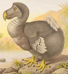 Dead as a Dodo: the bird that became a byword  in English for species extinction