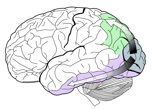 Image:Ventral-dorsal streams.svg