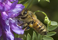 Honey Bee, on tufted vetch (Vicia cracca) (Quebec, Canada)
