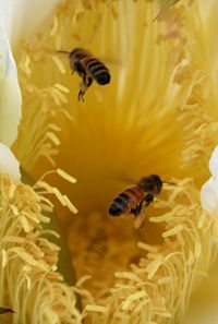 Two honey bees are collecting pollen from Nightblooming cereus