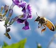 Honey bee near a flower.