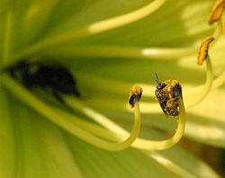 Bees vary tremendously in size. Here a tiny halictid bee is gathering pollen, while a bumblebee behind her gathers nectar from a lily.
