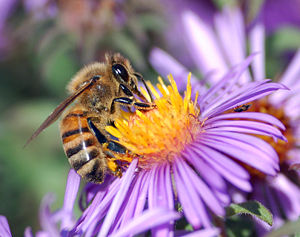 A Western honey bee extracts nectar from an Aster flower