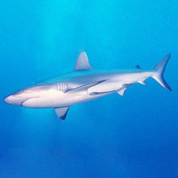 Grey reef shark, Carcharhinus amblyrhynchos