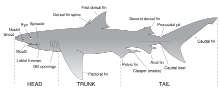 The major features of sharks