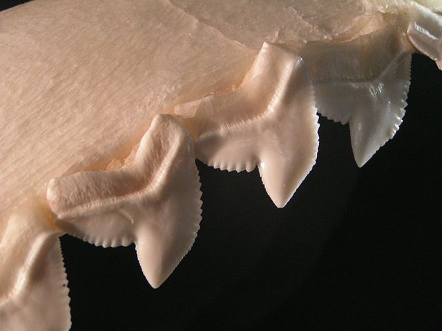 Image:Tiger shark teeth.jpg