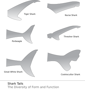The range of shark tail shapes