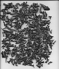 A collection of fossilised shark teeth