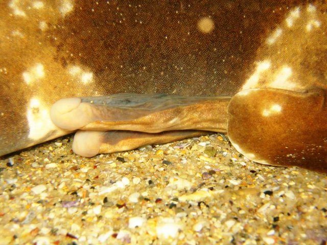 Image:Wobbegong claspers.jpg