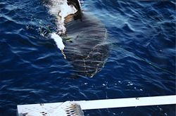 A great white shark at Isla Guadalupe, Mexico is approaching the cage with the divers.