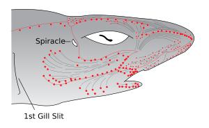 Electroreceptors (Ampullae of Lorenzini) and lateral line canals in the head of a shark.