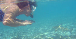 Snorkeler with blacktip reef shark. In rare circumstances involving poor visibility, blacktips may bite a human, mistaking it for prey. Under normal conditions they are harmless and shy.