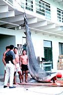 A 14-foot (4 m), 544 kg (1200 pound) Tiger shark caught in Kaneohe Bay, Oahu in 1966