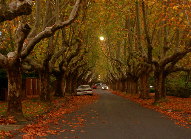 Image:Victoria Avenue - Canterbury.jpg