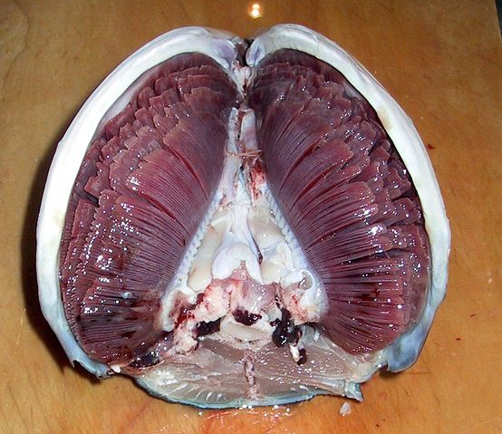 Image:Tuna Gills in Situ 01.jpg