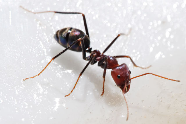 Image:Meat eater ant feeding on honey02.jpg