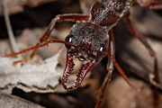 Bull ant showing the powerful mandibles and the relatively large compound eyes that provide excellent vision