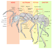 Diagram of a worker ant (Pachycondyla verenae)