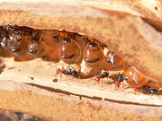 Myrmecocystus (Honeypot) ants store food to prevent colony famine.