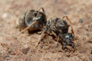 Fertilised queen ant beginning to dig a new colony