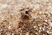 Ant mound holes prevent water from entering the nest during rain.