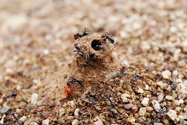 Image:Ant mound.jpg