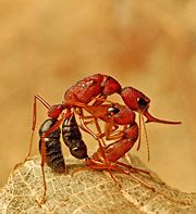 Harpegnathos saltator, a jumping ant