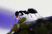 An ant collects honeydew from an aphid.