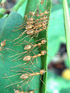 Weaver ants are used as a biological control for citrus cultivation in southern China.