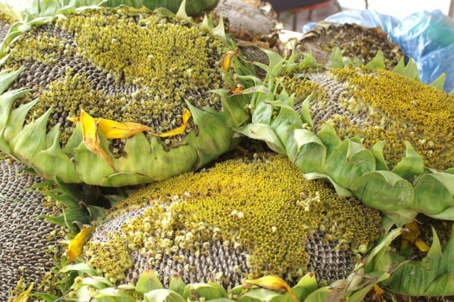 Image:Sunflower head snack.jpg