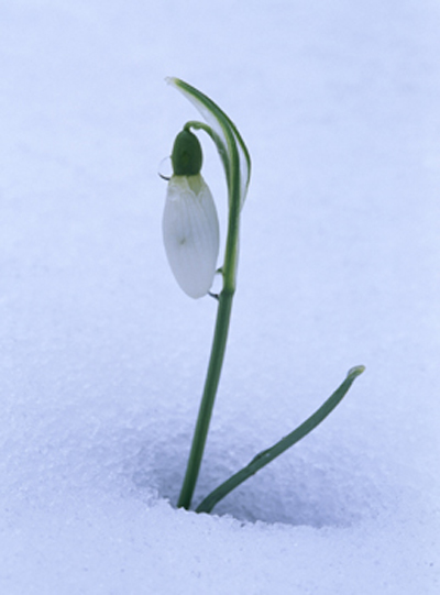 snowdrop