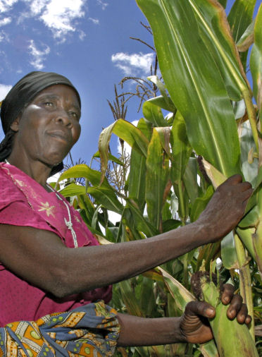 grandmas-maize