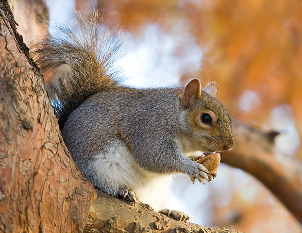 Image:Eastern Grey Squirrel in St James's Park, London - Nov 2006 edit.jpg